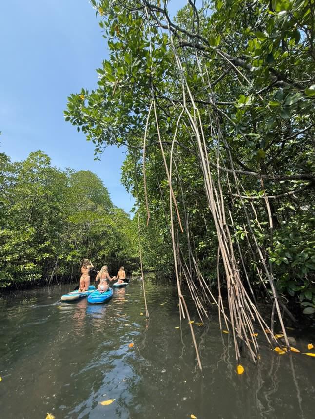 SUP in mangrove forest in Koh Rong Sanloem